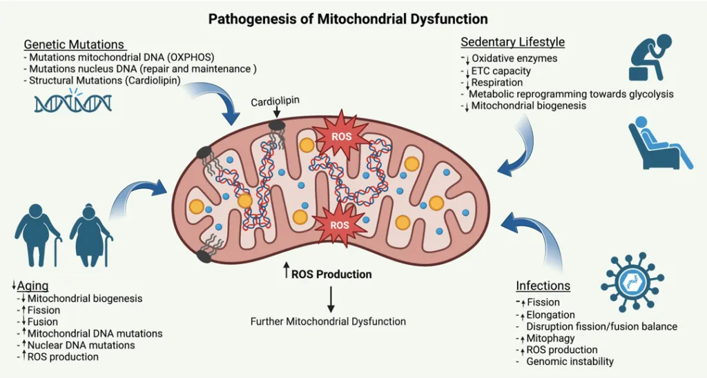 Optimizing Mitochondrial Health to Combat Neurodegenerative Diseases: The Role of Methylene Blue, NAD+ Therapy, and Glutathione